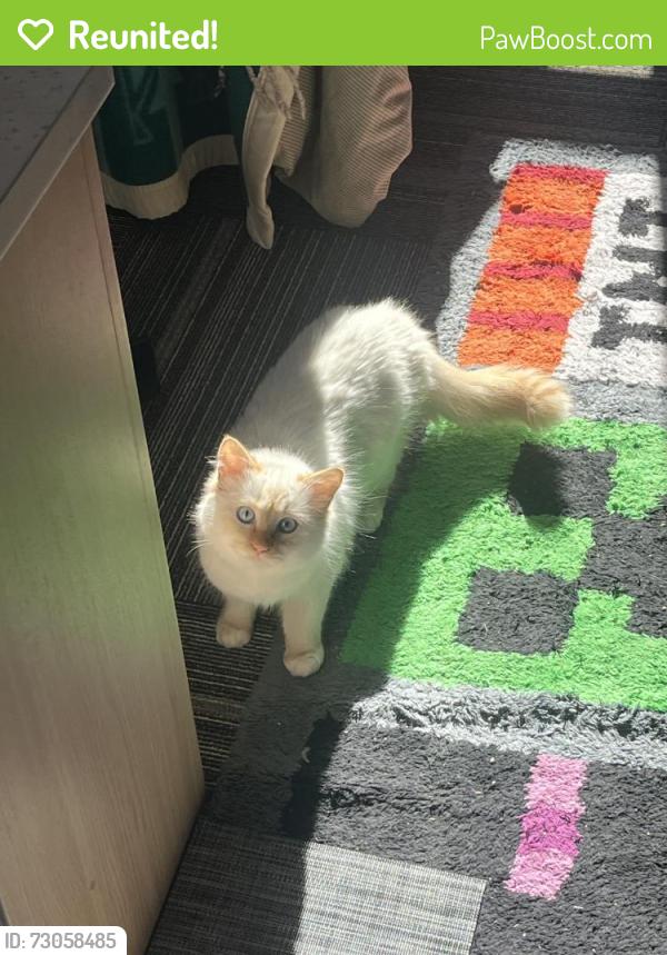 Reunited Female Cat last seen Arby / Warm Springs South, Las Vegas, NV 89118