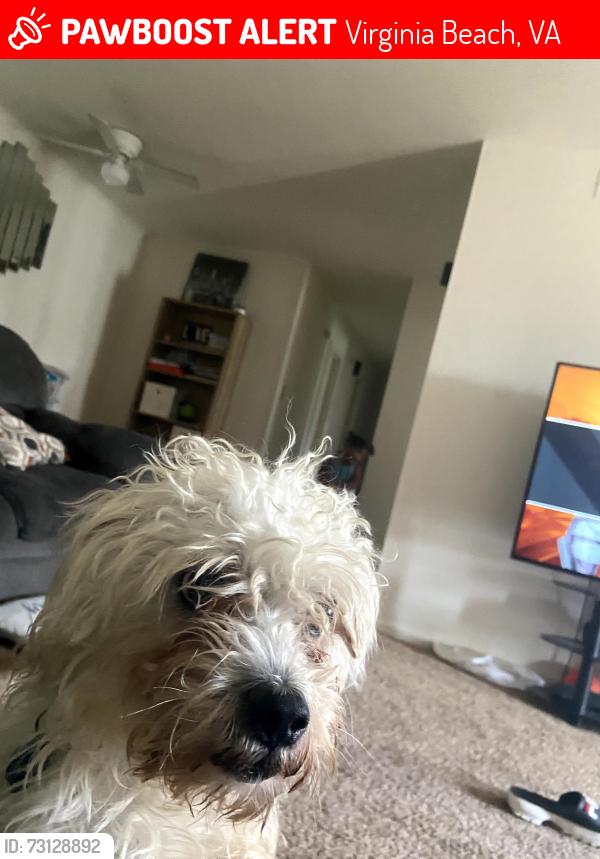 Lost Male Dog last seen Bonney Rd and Wiley Pl, Virginia Beach, VA 23462