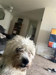 Lost Male Dog last seen Bonney Rd and Wiley Pl, Virginia Beach, VA 23462