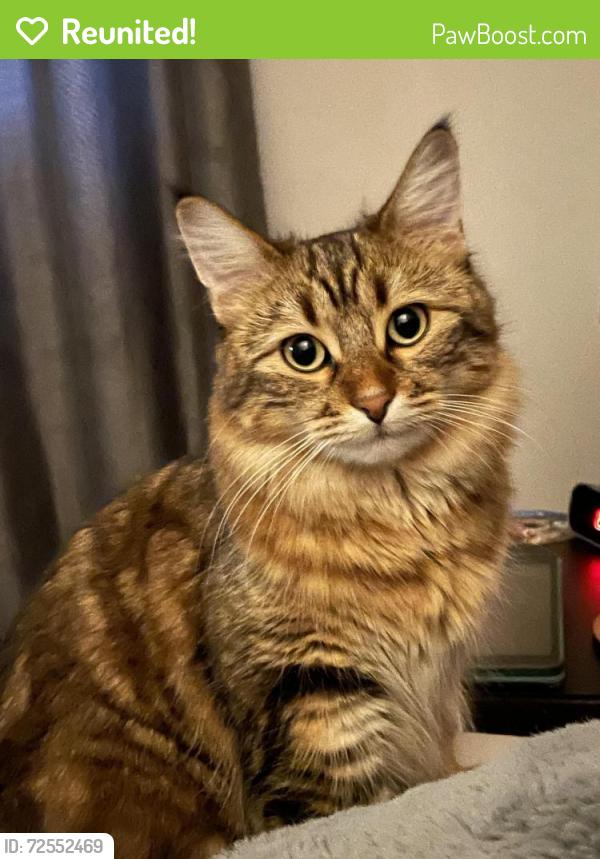 Reunited Female Cat last seen Near Lorelei Close NW, Edmonton, AB T5X 2E7