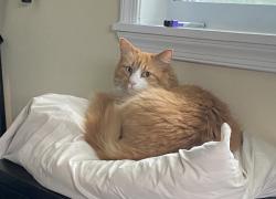 Reunited Female Cat last seen Plum Ave & Barrett Drive, Merritt Island, FL 32952