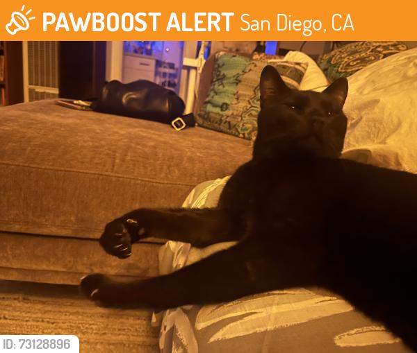Found/Stray Unknown Cat last seen Sunset Cliffs Blvd and Point Loma Ave near Little Lion, San Diego, CA 92107