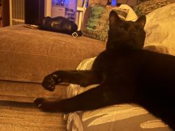 Found/Stray Unknown Cat last seen Sunset Cliffs Blvd and Point Loma Ave near Little Lion, San Diego, CA 92107