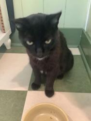 Lost Female Cat last seen Oracle Orchard on NE 13th and NE Faloma, Portland, OR 97211