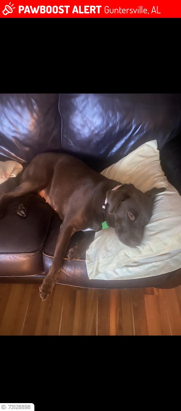 Lost Female Dog last seen Marshall County Campground 2, Guntersville, AL 35976