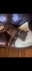 Lost Female Dog last seen Marshall County Campground 2, Guntersville, AL 35976