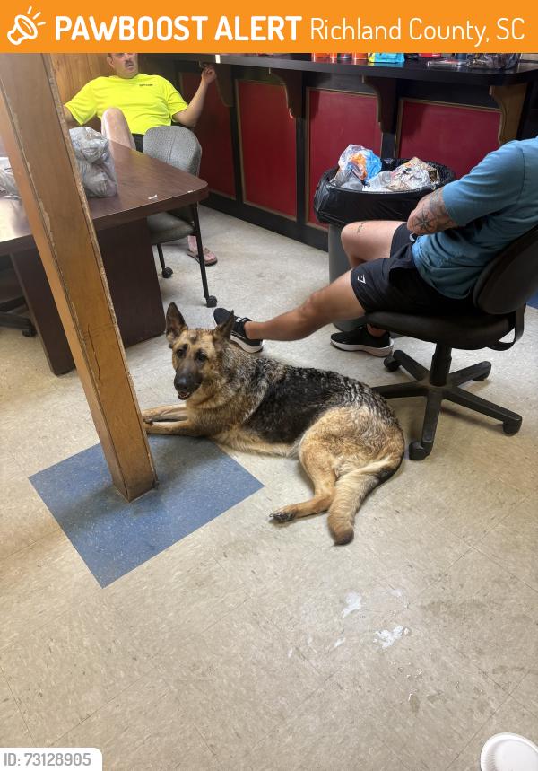 Found/Stray Female Dog last seen Lessburg and garners ferry, Richland County, SC 29044