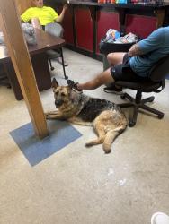 Found/Stray Female Dog last seen Lessburg and garners ferry, Richland County, SC 29044