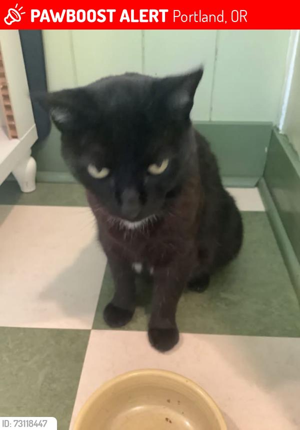 Lost Female Cat last seen Oracle Orchard on NE 13th and NE Faloma, Portland, OR 97211