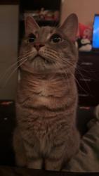 Reunited Male Cat last seen New Jersey Ave and Philips St Hellertown, PA, Hellertown, PA 18055