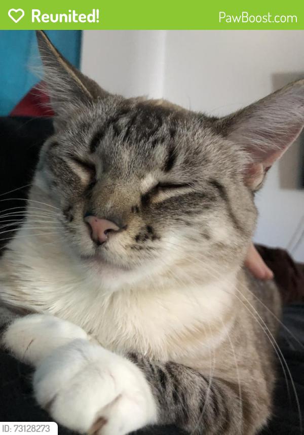 Reunited Female Cat last seen Near E 8th St S, Newton, IA 50208, USA, Newton, IA 50208
