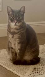 Lost Male Cat last seen Cardinal Road and Oriole Avenue - Audubon Park, Orlando, FL 32803