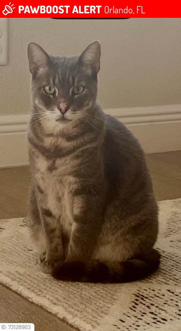 Lost Male Cat last seen Cardinal Road and Oriole Avenue - Audubon Park, Orlando, FL 32803