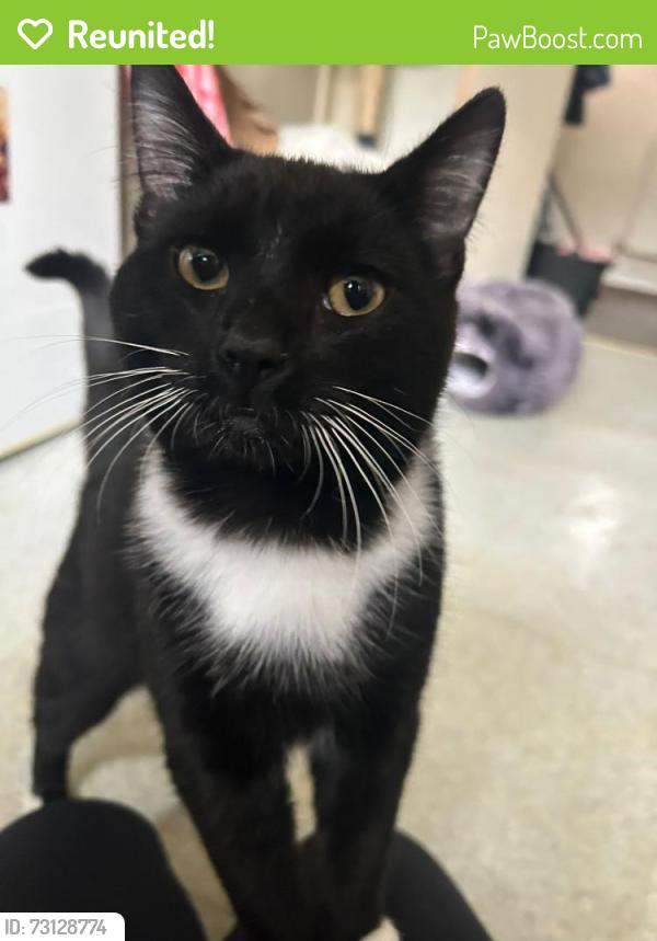Reunited Male Cat last seen Minting close, Lincolnshire, England LN1 3TD