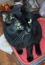 Lost Female Cat last seen CR 44 near the bridge that goes to and from Leesburg and Lisbon, Leesburg, FL 34788