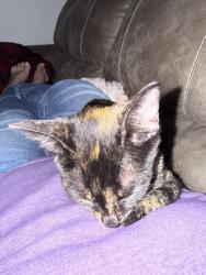 Found/Stray Unknown Cat last seen MD Andersonmain, Houston, TX 77030
