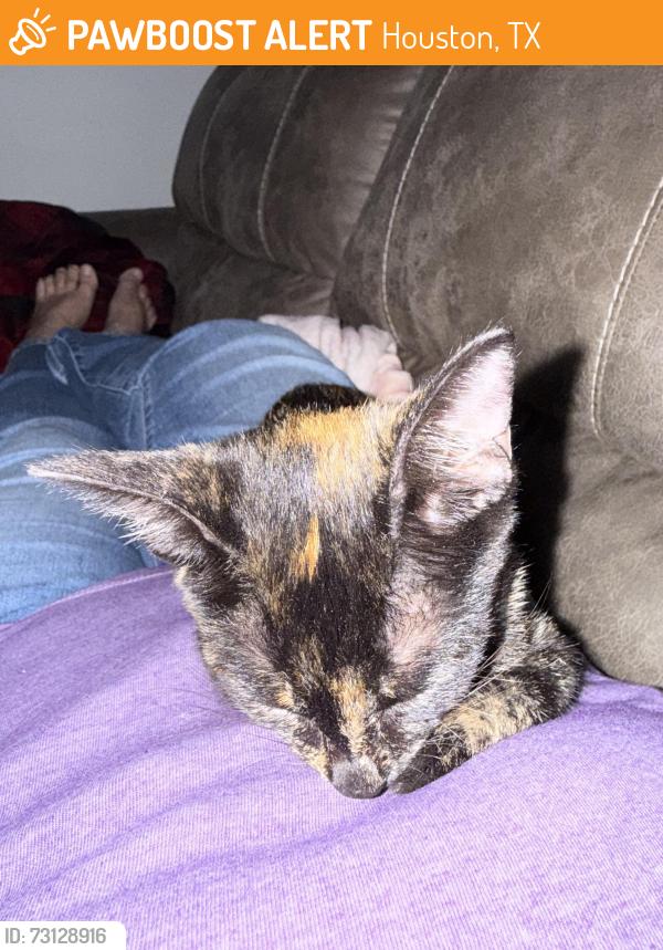 Found/Stray Unknown Cat last seen MD Andersonmain, Houston, TX 77030