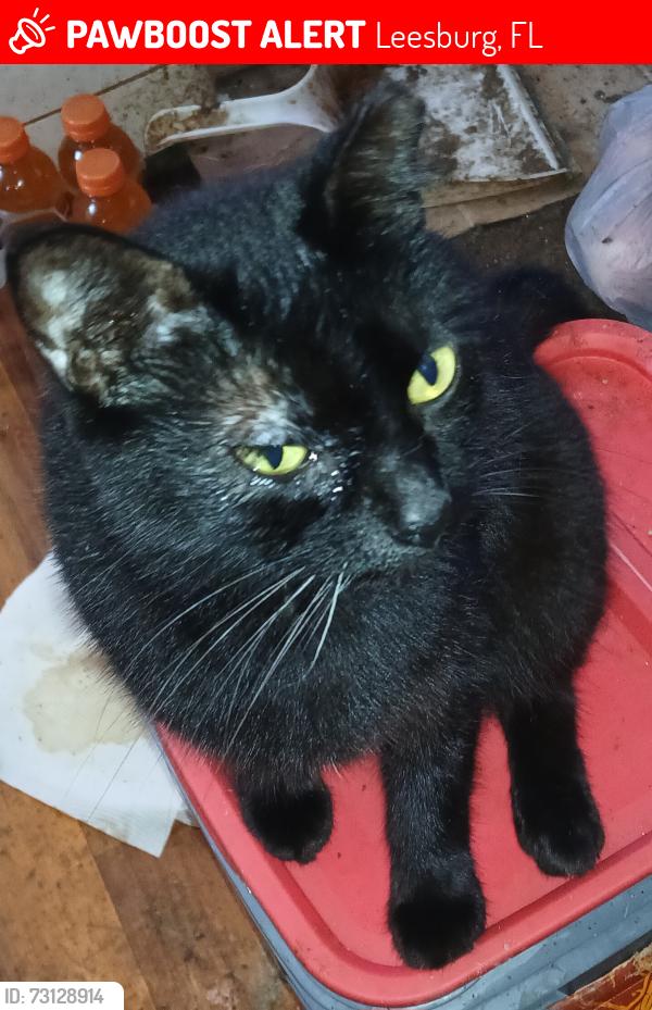 Lost Female Cat last seen CR 44 near the bridge that goes to and from Leesburg and Lisbon, Leesburg, FL 34788