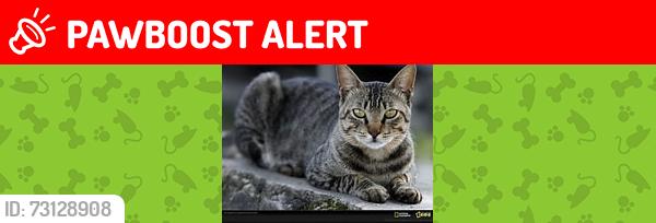 Lost Male Cat last seen Near S Hwy A1A and Solway Melbourne Beach FL, Melbourne Beach, FL 32951