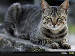 Lost Male Cat last seen Near S Hwy A1A and Solway Melbourne Beach FL, Melbourne Beach, FL 32951
