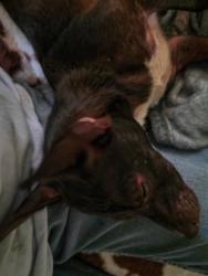 Reunited Male Dog last seen Avenue M and 6th Street, Santa Fe, TX 77510
