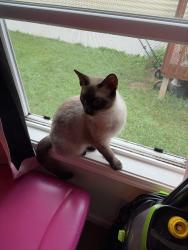 Found/Stray Unknown Cat last seen 1st street, Bloomington, IN 47403