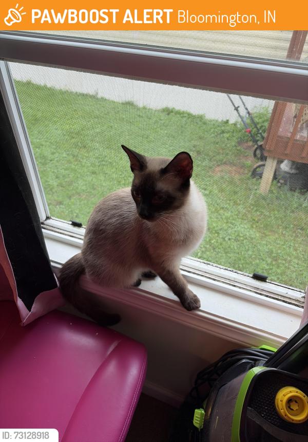 Found/Stray Unknown Cat last seen 1st street, Bloomington, IN 47403