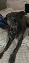 Reunited Female Dog last seen 131st and Memorial, Bixby, OK 74008