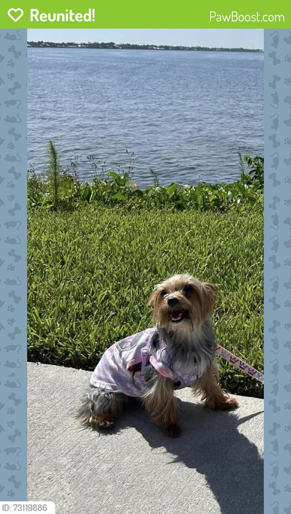 Reunited Female Dog last seen Near & 58, Liberty Triangle, FL 34476