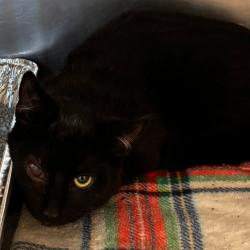 Shelter Stray Male Cat last seen , 21800 Central Ave, Matteson, IL 60443, USA