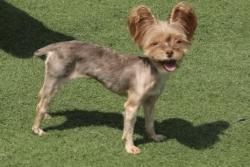 Reunited Female Dog last seen Boudinot ave, Cincinnati, OH 45211
