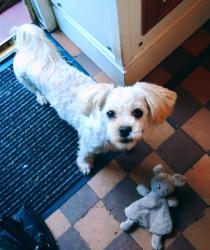 Reunited Female Dog last seen Foxt Church/Ipstones edge, Foxt, England ST10 2HW