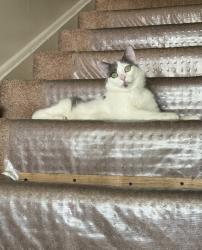 Reunited Male Cat last seen Abbeyville Rd, Lancaster, PA 17603, USA, Lancaster, PA 17603