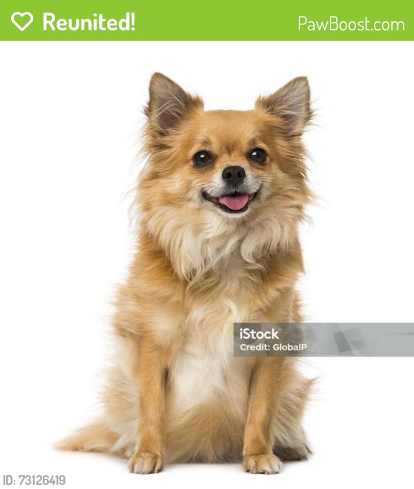 Reunited Male Dog last seen Davison, Pittsburgh, PA 15201
