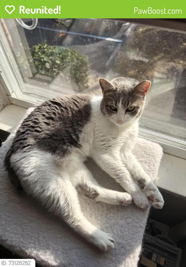 Reunited Female Cat last seen Freedom Ave, Sarasota, FL 34239