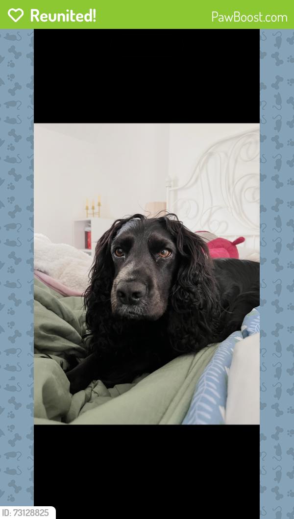 Reunited Male Dog last seen Woodlawn Garden centre, Lisburn and Castlereagh, Northern Ireland 