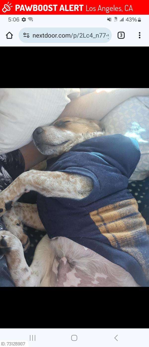 Lost Male Dog last seen Telfair and Lankershim, Los Angeles, CA 91352