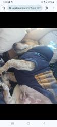 Lost Male Dog last seen Telfair and Lankershim, Los Angeles, CA 91352