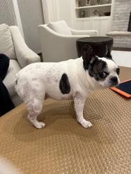 Lost Male Dog last seen Gazebo hills pkwy e, Mequon, WI 53092