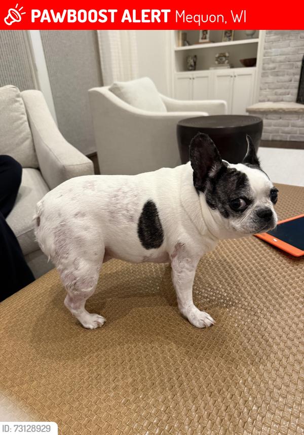 Lost Male Dog last seen Gazebo hills pkwy e, Mequon, WI 53092