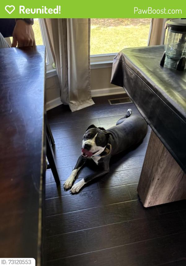 Reunited Female Dog last seen Near Bramblegate Road, Hope Mills, NC, Hope Mills, NC 28348