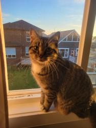 Reunited Male Cat last seen Creekside Ave, Calgary, AB T2X 4B1