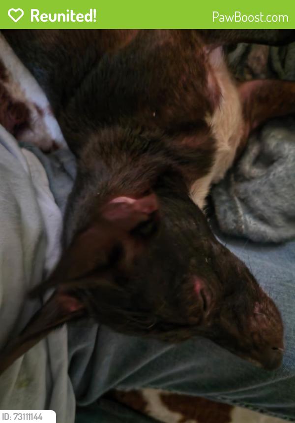 Reunited Male Dog last seen Avenue M and 6th Street, Santa Fe, TX 77510