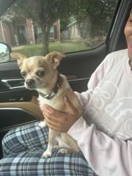 Reunited Male Dog last seen Royal Burgess, Fort Worth, TX 76135