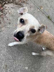 Found/Stray Female Dog last seen Cascade Av, Winston-Salem, NC 27127