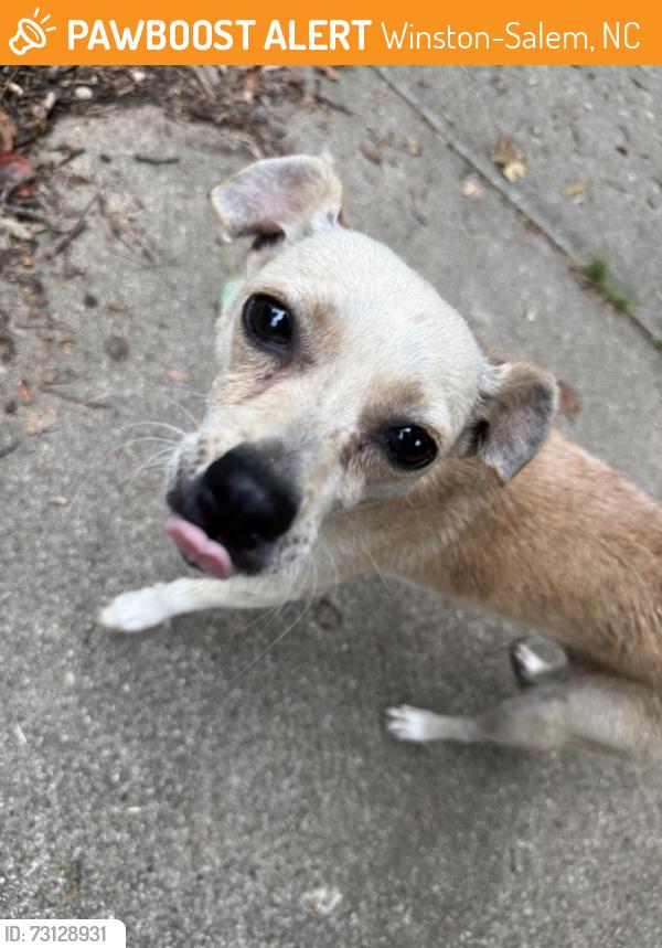 Found/Stray Female Dog last seen Cascade Av, Winston-Salem, NC 27127