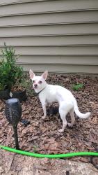 Reunited Male Dog last seen Jones Creek Rd, Big River Township, MO 63023