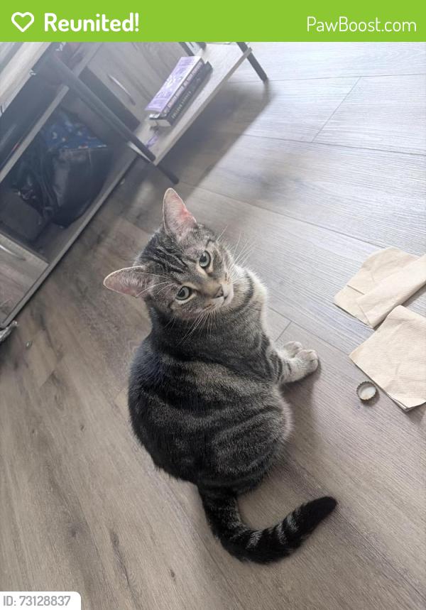 Reunited Male Cat last seen Near pinecrest pl, Lewis Center, OH 43035
