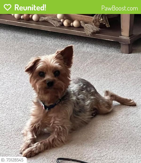 Reunited Female Dog last seen Near Junction Plaza Ashburn, VA 20147 United States, Ashburn, VA 20147