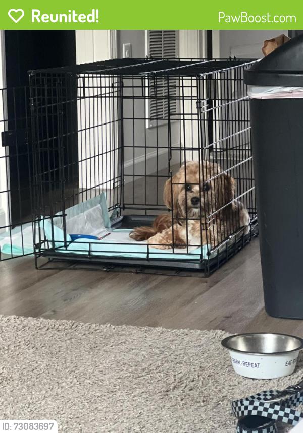 Reunited Male Dog last seen UNITY Park, Greenville, SC 29601